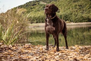 Pourquoi certaines races de chiens nous attirent plus : la science (et l'histoire) nous l'expliquent