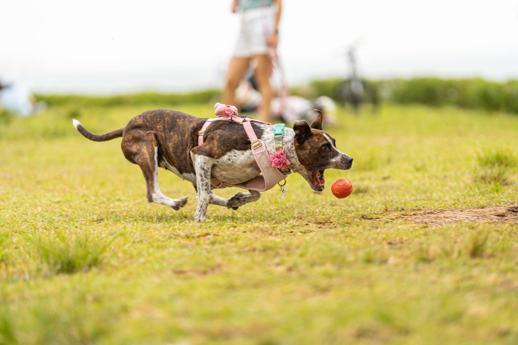 Un esprit sain dans un corps sain : le mode de vie de votre chien influe sur sa santé