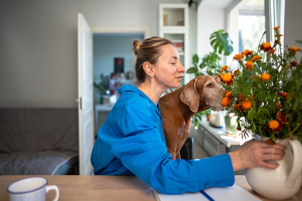 Calm smiling female owner embracing Magyar Vizsla dog and smelling flower bouquet in vase on desk