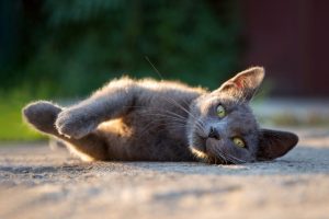 Les chats aiment-ils vraiment prendre le Soleil ? Et pourquoi ?