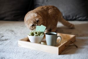 CBD chez le chat : nos conseils pour en faire un usage raisonné