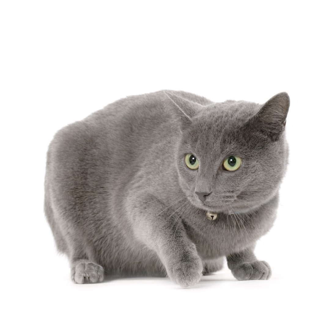 2. Chartreux