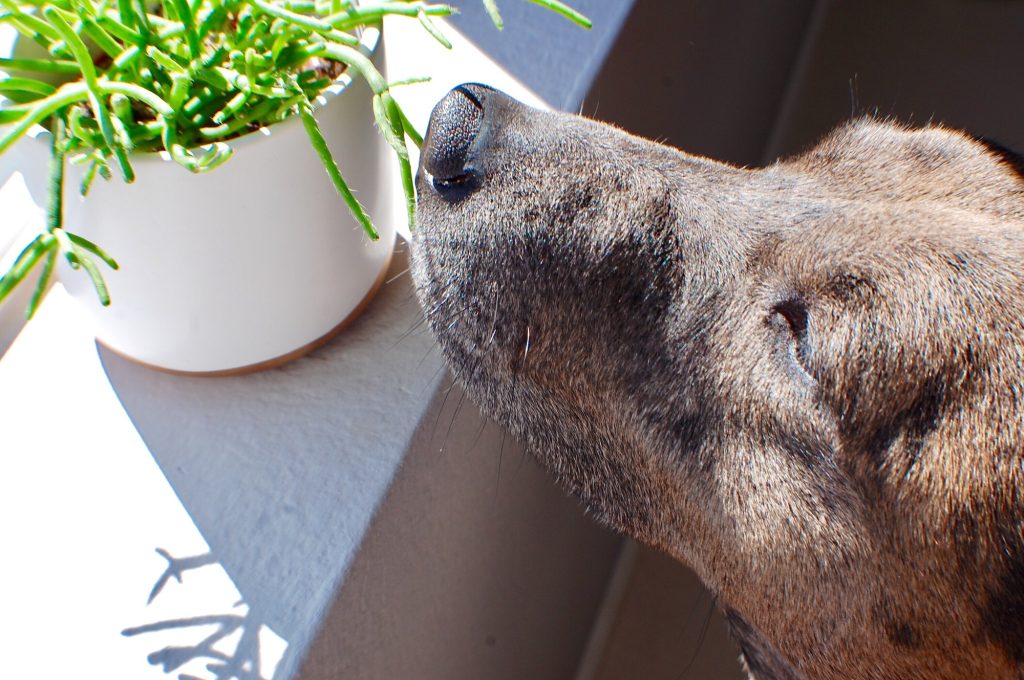 Cute dog smelling new potted plant on windowsill