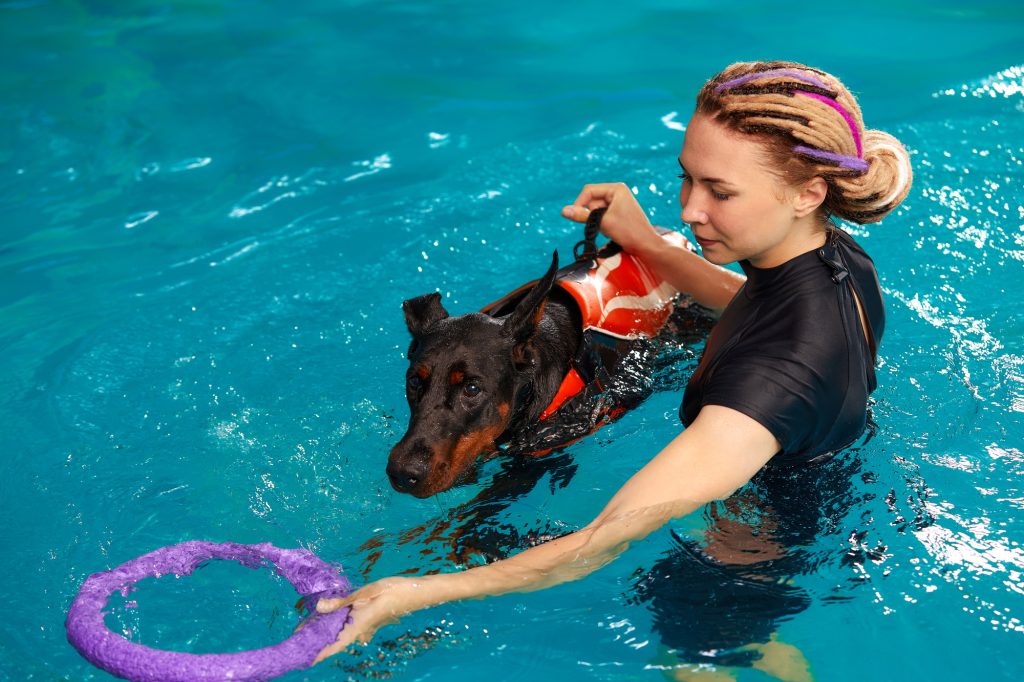 Dog trainer at the swimming pool, teaching the dog to swim.