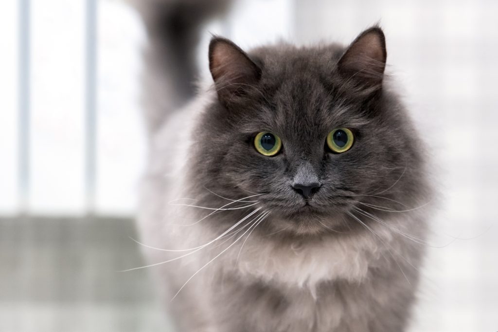 3. Nebelung