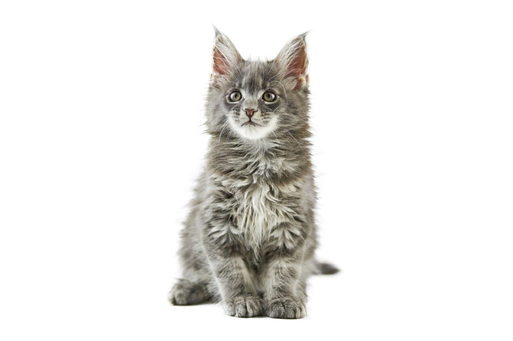 2. Le Maine Coon : un compagnon fidèle et affectueux