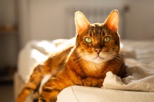 Le chat d'appartement : êtes-vous son maître... ou est-ce l'inverse ?