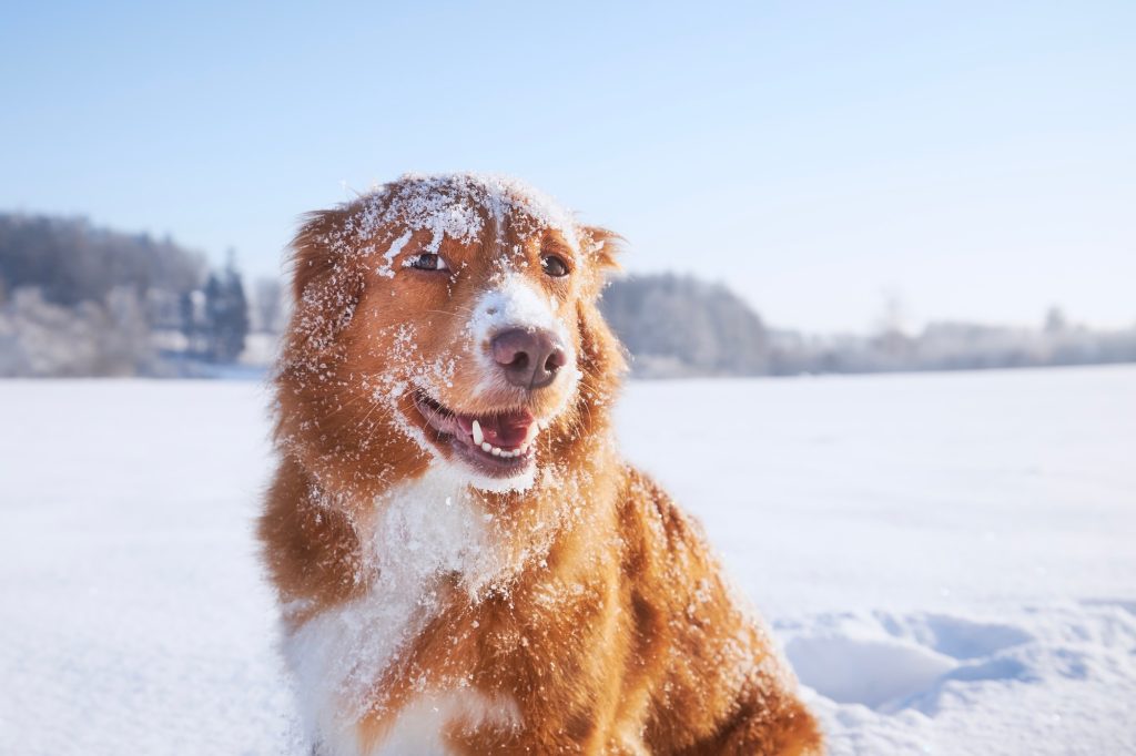 On part à la neige ! Avez-vous pensé à ces quatre choses pour protéger votre chien ?