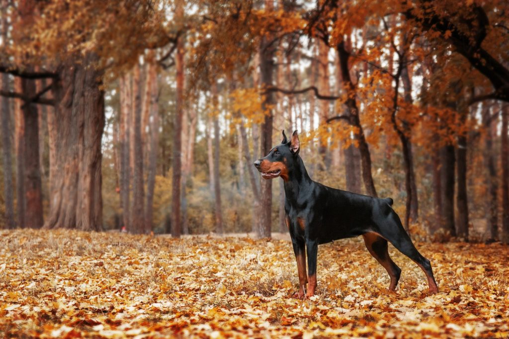 Top 4 des races de chiens de garde