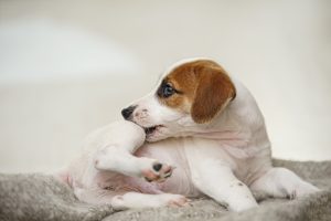 Puppy with scratching himself and bite fleas.