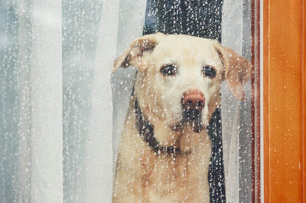 Mon chien stresse quand je m'absente : quatre trucs simples pour le rassurer