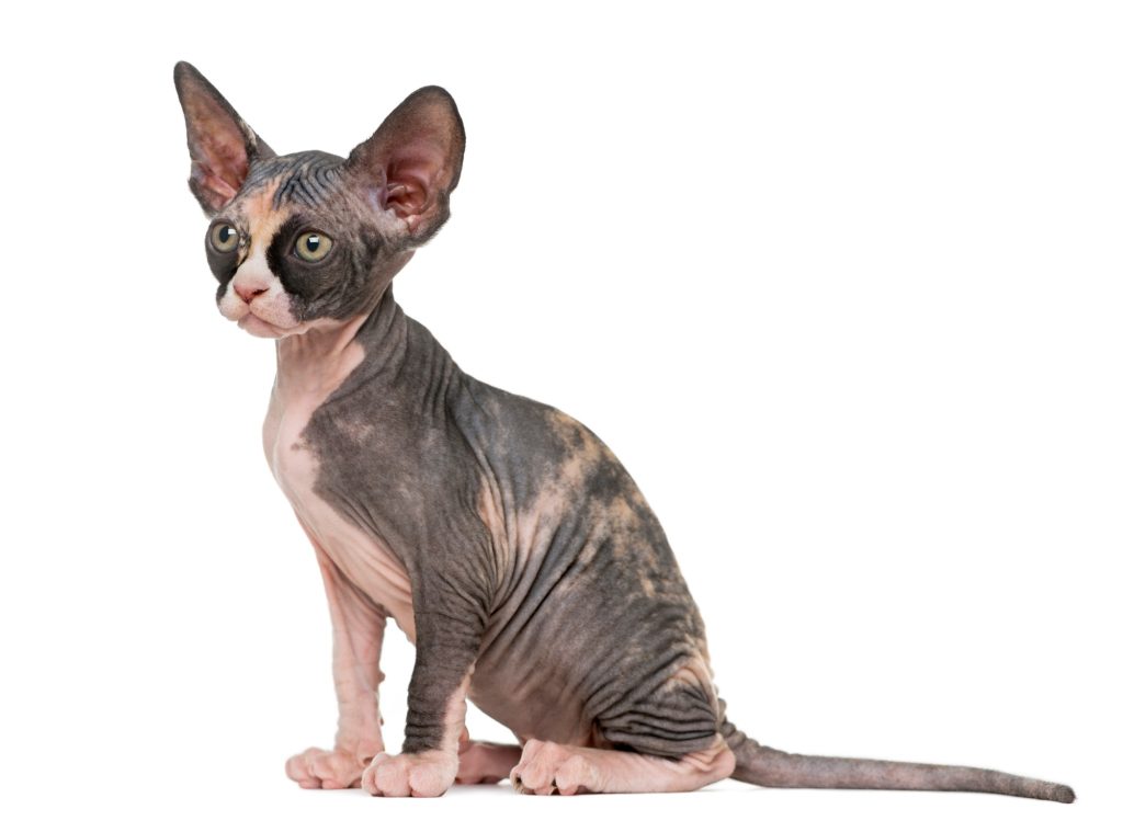 3. Le Sphynx : l'attention constante d'un chat sans poil