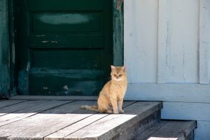 Que faire si un chat inconnu s'invite régulièrement chez vous ?