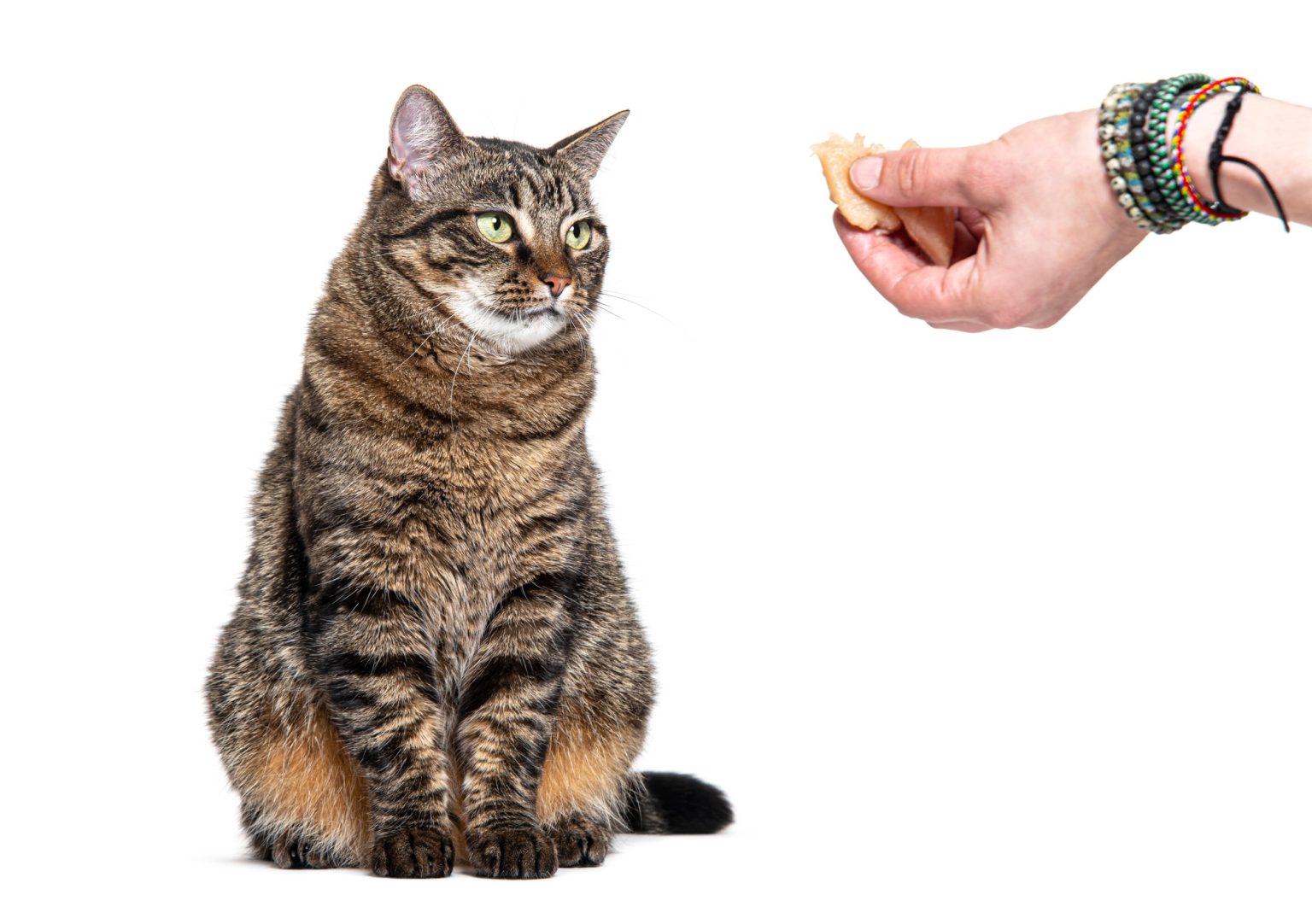 Mon chat n