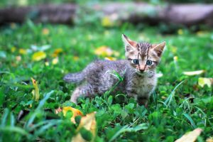 Comment habituer mon chaton à sortir sans s'échapper hors du jardin ?