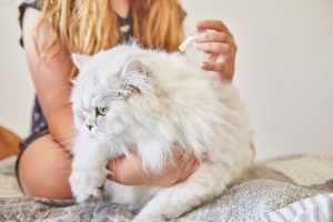 Teenage girl dripping liquid against fleas British long-haired white cat