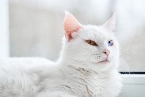 L'Angora turc : portrait robot de cette sublime race de chat