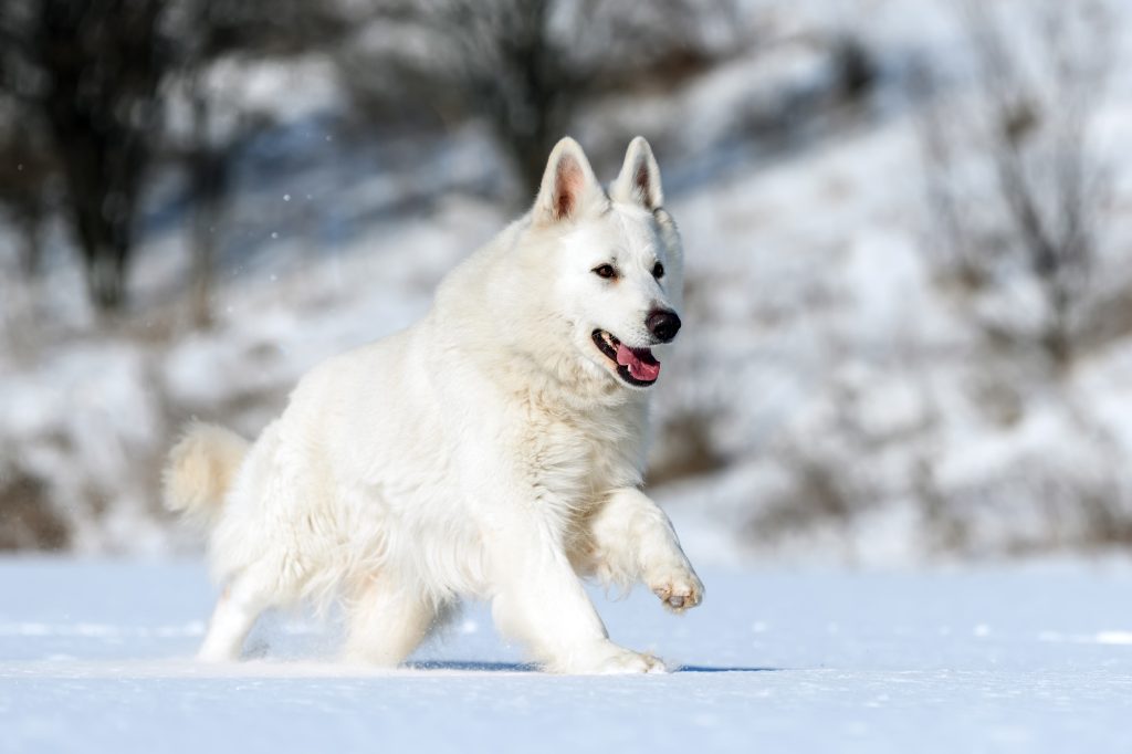 Tout savoir sur le Berger blanc suisse