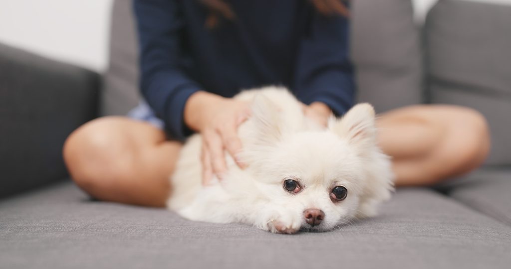 Woman massaging on her Pomeranian dog on sofa