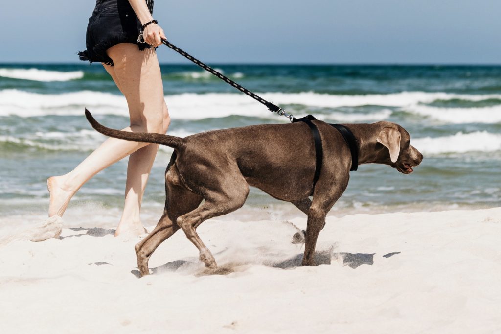 Je fabrique une laisse de secours pour mon chien avec des objets simples et disponibles