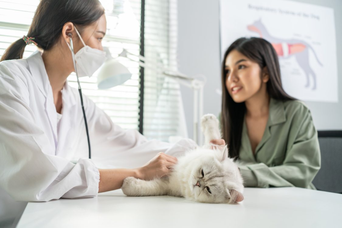 Toxoplasmose chez le chat : causes, symptômes, traitements | Goodflair