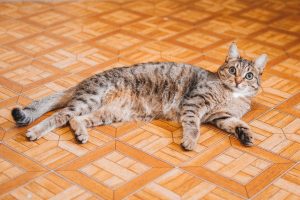 Adénocarcinome chez le chat