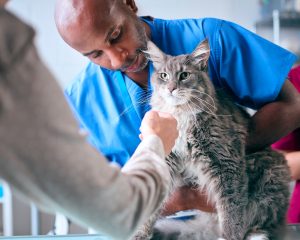 Hémangiosarcome chez le chat