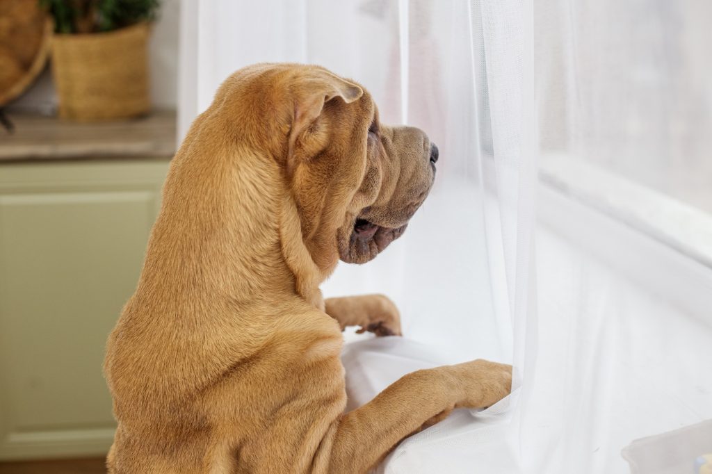 Soolantra : ce médicament est-il utile chez le chien ? Découvrez l’avis de notre vétérinaire.