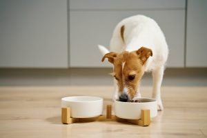 Combien de repas par jour pour mon chien ? L'avis des vétérinaires