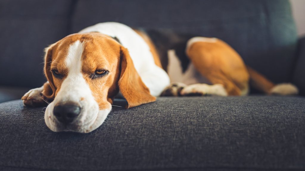 Puis-je donner de la fluoxétine à mon chien ? Lisez l’avis de notre vétérinaire avant toute chose !