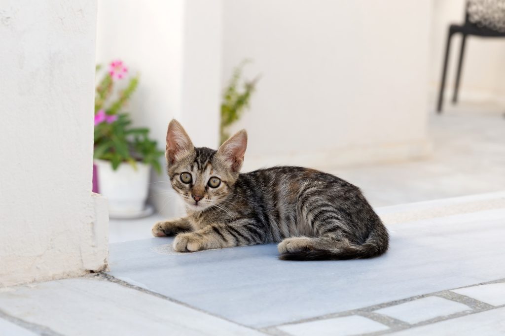 Leucodystrophie chez le chat