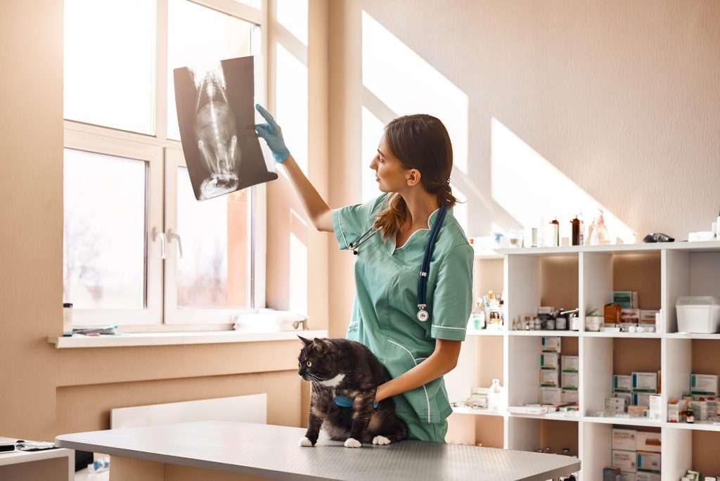 Maladies cardiovasculaires chez le chat