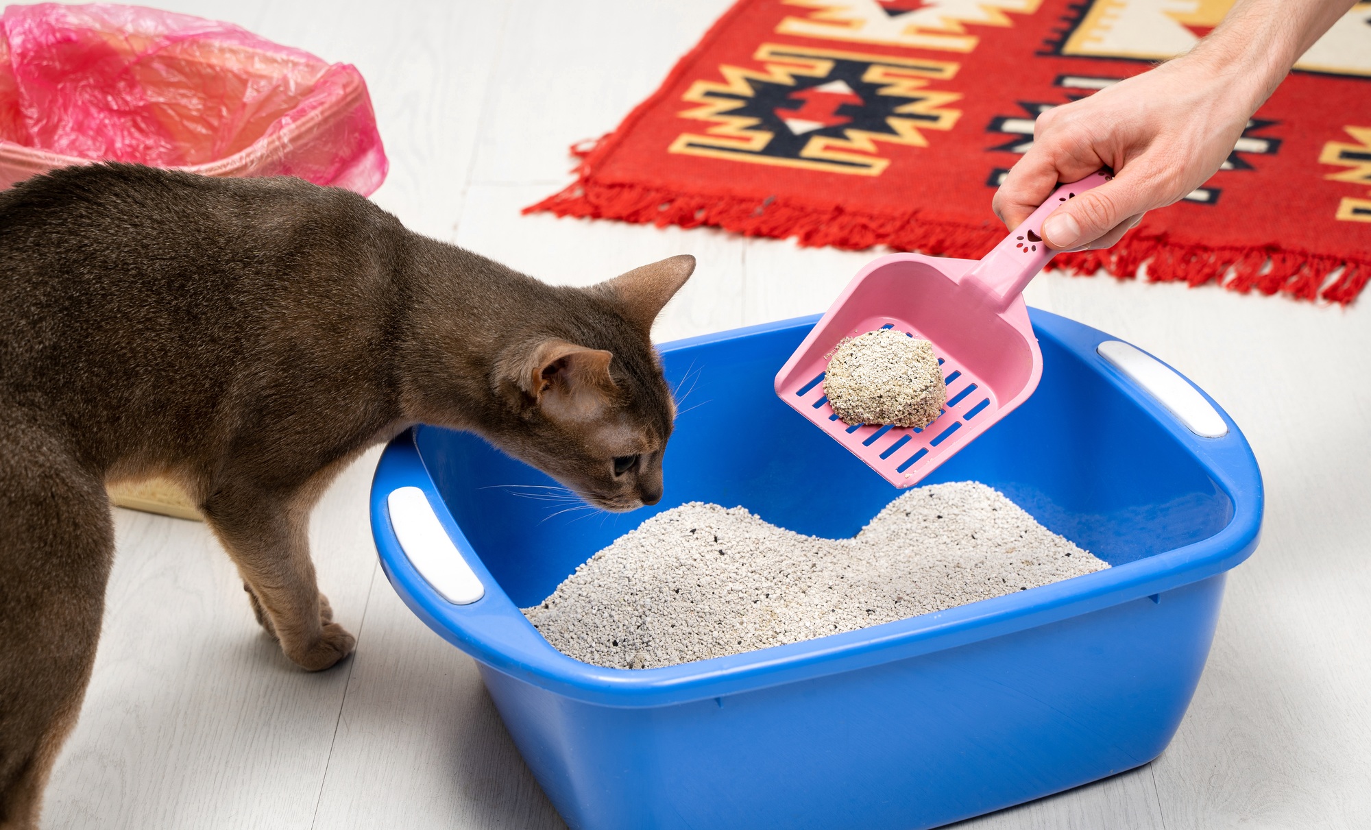 Incontinence urinaire chez le chat : causes, symptômes, traitements ... - Managing Cat Incontinence With Litter Changes