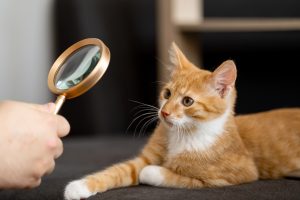 Un anti-puce en comprimé pour mon chat ? Notre vétérinaire vous donne son avis