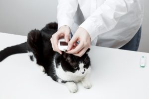 Plantigradie chez le chat