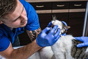 Lymphome chez le chat