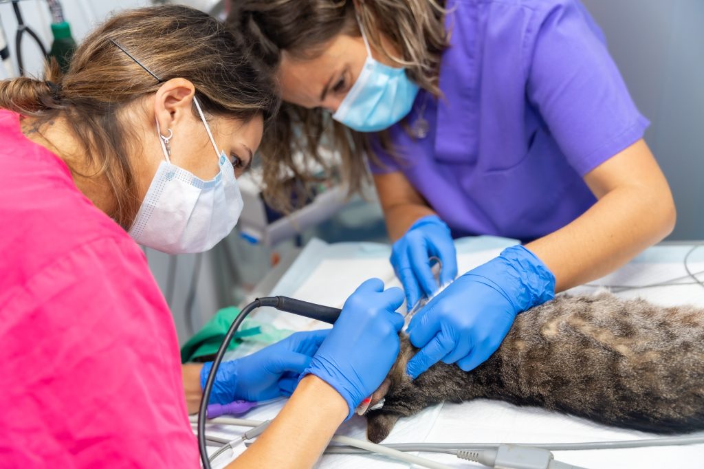 Faut-il faire détartrer son chat ? On vous donne notre avis vétérinaire