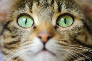 Epiphora idiopathique chez le chat