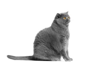 Diabète de type 2 chez le chat