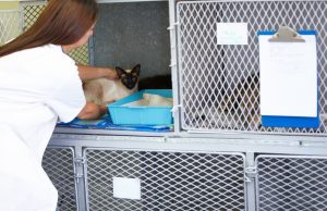 Maladies lysosomales nerveuses chez le chat