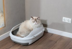 Constipation chez le chat