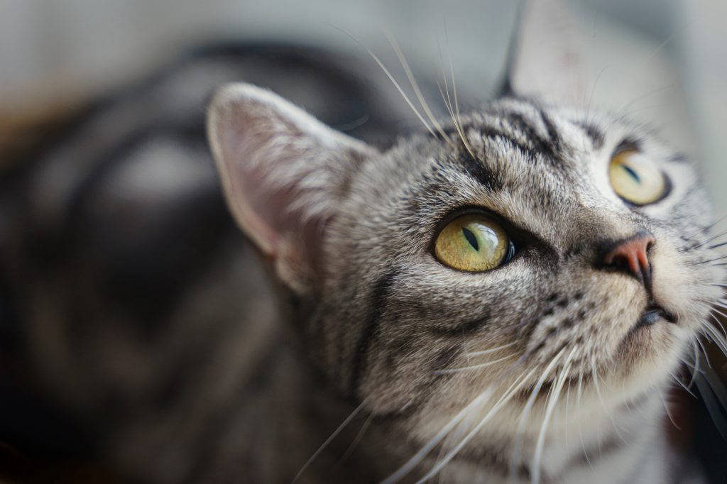 Conjonctivite chez le chat