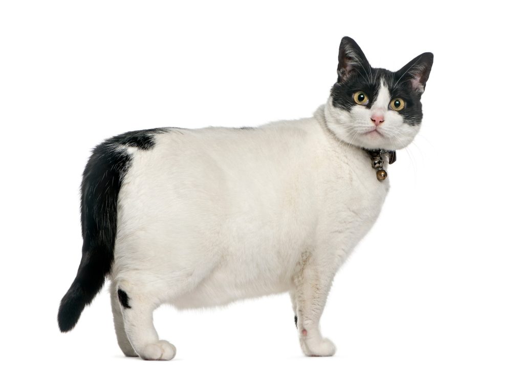 Lipidose hépatique chez le chat