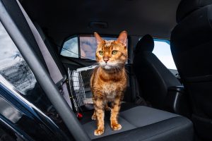 Mal des transports chez le chat