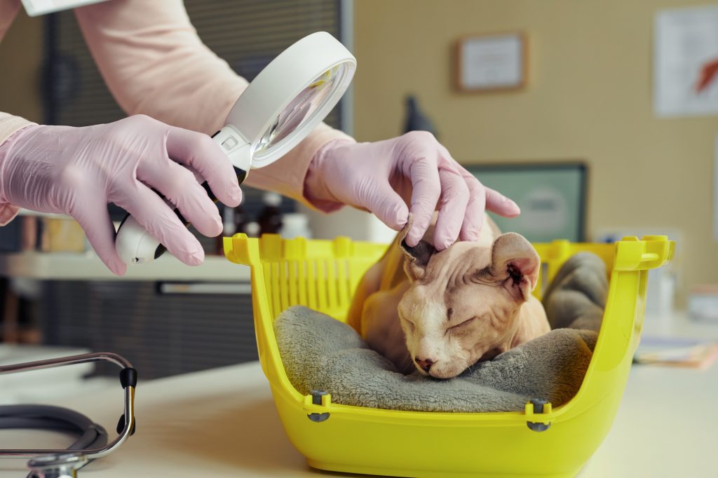 Surdité acquise chez le chat