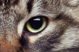 Kératoconjonctivite chez le chat