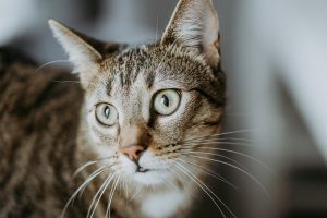 Syndrome Claude-Bernard Horner chez le chat