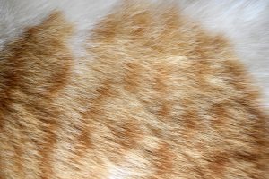 Teigne chez le chat