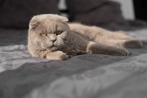Sénescence chez le chat