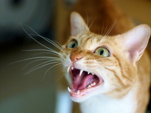 Cat trying to get attention with a roar (or meow, in this case)